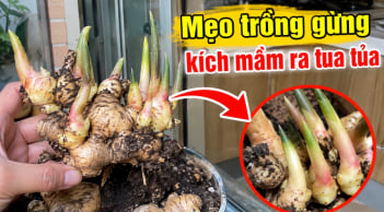 Mẹo trồng gừng kích mầm ra tua tủa