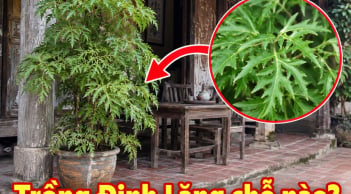 Trồng Đinh Lăng vị trí nào tốt nhất?