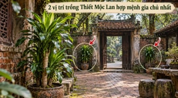 2 vị trí trồng Thiết Mộc Lan hợp mệnh gia chủ nhất