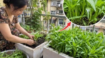 Cách trồng rau muống ngọn xanh non mập mạp