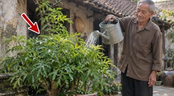 2 vị trí trồng Đinh Lăng tốt nhất