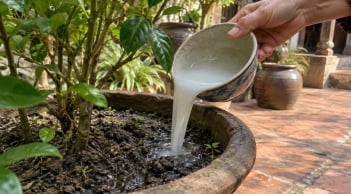 Tưới thứ nước này vào gốc: Cây vàng lá khô cành cũng tươi lại nhanh