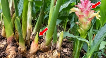 Cách trồng gừng đẻ nhiều mầm, sớm ra hoa