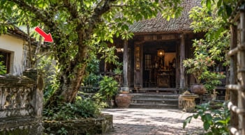 2 tuổi hợp trồng cây Sung trước cửa