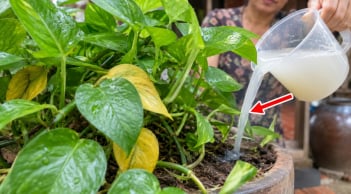 Trầu bà bị vàng rụng lá, thêm thứ này vào chồi mới ra xanh mỡ màng
