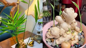 Cách trồng gừng đẻ nhiều nhánh con