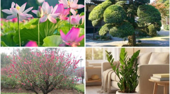 Bốc chọn 1 loài cây bạn ấn tượng nhất