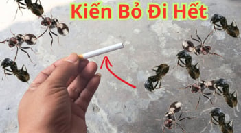 Mẹo đuổi kiến với nguyên liệu sẵn có trong bếp