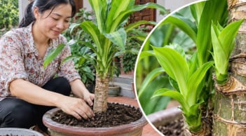 Cách trồng Thiết Mộc Lan nhanh trổ mầm, ra lá dày