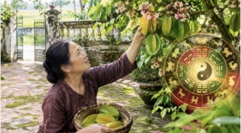 Tuổi nào hợp trồng khế trước cửa nhà?