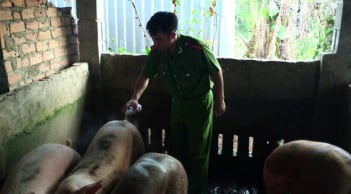 Phát hiện heo có chất tạo nạc Salbutamol tại lò giết mổ
