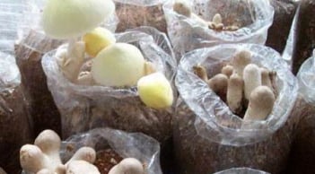 Cách trồng nấm rơm trên mùn cưa