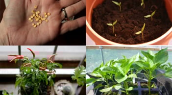 Cách trồng ớt cay trong chậu ra trái ăn quanh năm