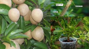 Hướng dẫn trồng hồng xiêm chiết mau ra quả, năng suất cao