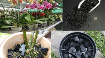 Cách trồng lan bằng than củi