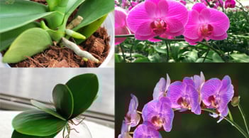 Cách trồng lan hồ điệp tại nhà