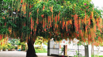 Tổ tiên căn dặn: Trước nhà cứ trồng 6 loại cây này, tài lộc dồi dào, con cháu đời đời phú quý