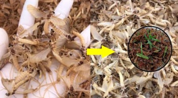 Loại đặc sản cực ngon ở sông Hồng đang vào mùa, giá bạc triệu mà có tên 'siêu lạ'