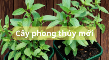 Loại rau gia vị quen thuộc mang về trồng trong nhà vừa phát tài phát lộc, lại giúp gia đình khỏe mạnh