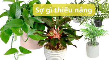 Nhà không có nắng lại thích cây xanh thì chọn những cây này, không sợ cây chết lại hút tài hút lộc