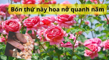 Thứ hay bị bỏ đi trong bếp lại là thức ăn mà hoa hồng thích mê, bón vào cây ra hoa quanh năm