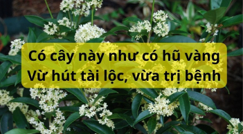 Cây này hợp với cả 5 mệnh, trồng một cây trước nhà như chôn hũ vàng vừa hút tài lộc vừa trị bệnh