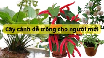 Gợi ý cây cảnh dễ trồng, thả vào đất là sống cho những người yêu cây nhưng chưa nhiều kinh nghiệm