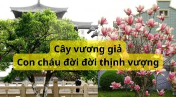Trong nhà có 5 cây vương giả này, gia chủ càng già càng giàu con cháu muốn nghèo cũng khó