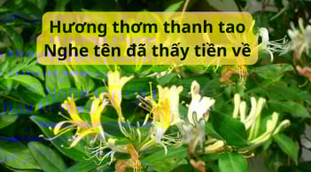 Ngắt 1 cành này về giâm vào đất, cây lên hoa sai trĩu tỏa hương ngát nhà, hút tài lộc tăng sức khỏe