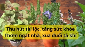 Rộ mốt mang rau thơm trồng làm cây cảnh, vừa gọi lộc hút tài xua đuổi tà khí và giúp trị bệnh