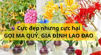 5 loại hoa tuyệt đẹp nhưng chớ trồng trong nhà kẻo rước ma quỷ, tiêu tán tài lộc, gia đình lao đao