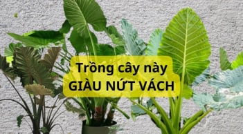 Trong nhà chỉ cần 1 cây này thì hút hết lộc thiên hạ, lá càng to càng nhiều lộc, dễ trồng xanh quanh năm