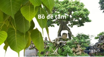 Trồng cây bồ đề trước nhà là họa hay phúc? Cẩn thận hiểu sai ý nghĩa mà thất vọng và mang họa