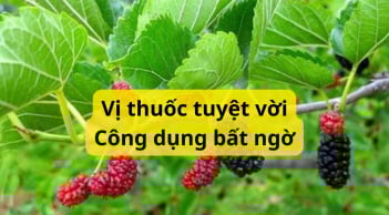 Lá dâu tưởng chỉ để nuôi tằm không ngờ dùng cách này trở thành thuốc quý, nhà nào cũng cần