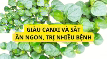 Loại rau dại mọc khắp nơi, giàu canxi và sắt hơn sữa ăn ngon miệng lại trị bệnh, nhổ ngay về dùng kẻo phí