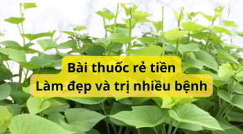 Món ăn bài thuốc từ rau khoai lang giúp trường thọ và làm đẹp, áp dụng ngay kẻo phí