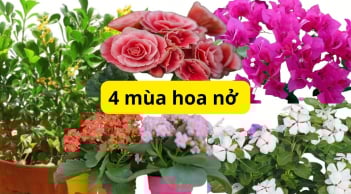 Trồng cây này trong nhà 4 bốn mùa hoa nở, dễ trồng dễ chăm sóc thay nhau hút lộc rạng rỡ nhà cửa