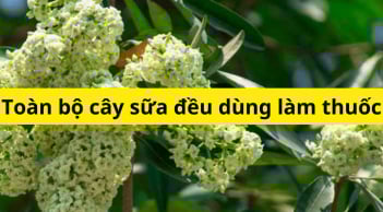 Bài thuốc trị bệnh từ cây hoa sữa, nhiều công dụng đến bất ngờ