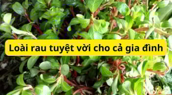 Loại rau nổi lềnh phềnh xưa vớt cho lợn, nay được săn lùng hóa ra vì công dụng quá tuyệt vời cho sức khỏe