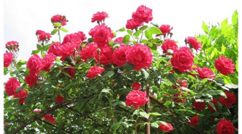 2 thứ gia vị trong bếp là 'thức ăn' hoa hồng yêu thích, tưới thường xuyên giúp chậu hoa rực rỡ quanh năm