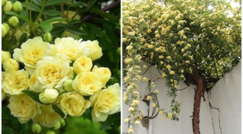 Loại hoa sắc nước hương trời “thơm bậc nhất thế giới”: Trồng trong sân nhà thơm ngát, bình an, may mắn