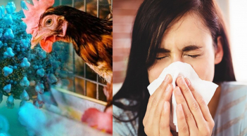 Cúm gia cầm H5N1 có lây từ người sang người không? Khi dịch bùng phát làm sao tránh, có nên ăn gà vịt?