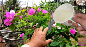 4 loại 'nước thải' có sẵn trong nhà tốt hơn phân kali: Tưới 1 lần cây nở cả vườn hoa rực rỡ