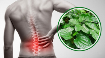 5 dược liệu dân gian có trong vườn, ăn hàng ngày chữa đau lưng hiệu quả