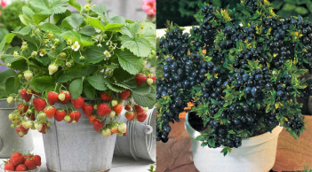 4 loại cây ăn trái thích hợp trồng ngoài ban công, nhà nhỏ đến mấy cũng có quả ngon hàng ngày