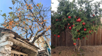 6 cây ăn quả được người thông minh trồng nhiều trong vườn, vừa có quả ngon vừa thu hút tài lộc vào cửa