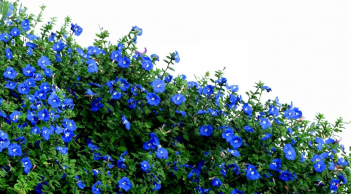 3 loại hoa màu xanh đẹp ngây ngất lại rất dễ trồng, nở hoa quanh năm cho nhà đẹp lạ, thần tài yêu thích