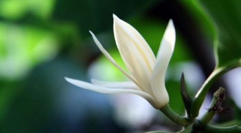 Có 1 loài hoa trắng tinh khôi, hương thơm nồng nàn quyến rũ, mê hoặc lòng người, nở trong vài tháng mới tàn