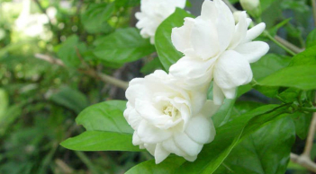 Mùa này, có 1 loài hoa trắng thơm ngát hương bay khắp nhà, cả nhà đều dễ chịu, tài lộc lại rủng rỉnh