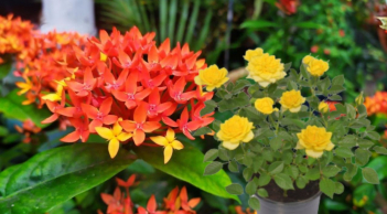 Gợi ý 5 chậu hoa dễ trồng tại nhà cho hoa nở quanh năm lại chiêu tài hút lộc